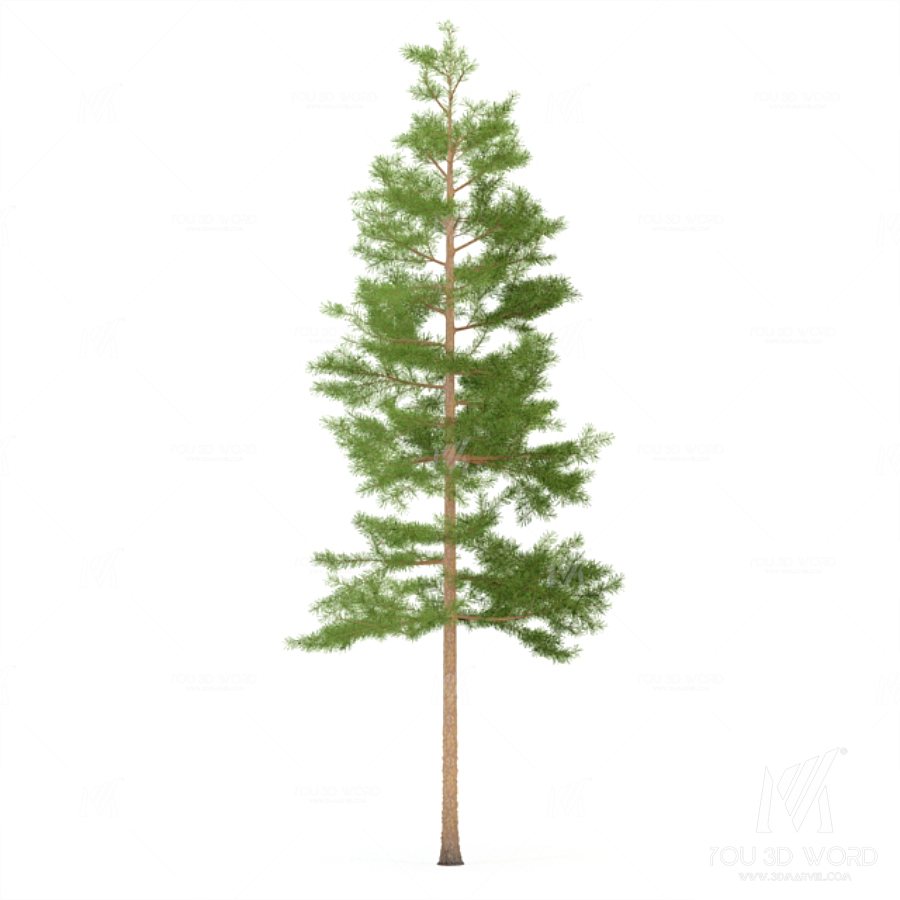 Pine